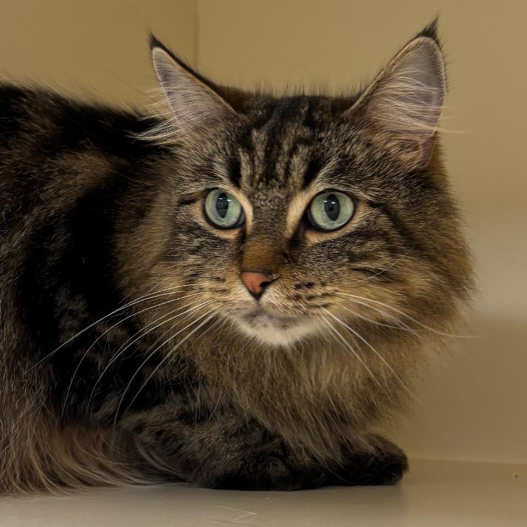 Rocket, Adoptable, Adult Female Domestic Long Hair.