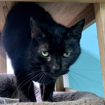 Enlarge Oliver IN FOSTER, a Adoptable Domestic Short Hair in New Orleans, LA image 2/3