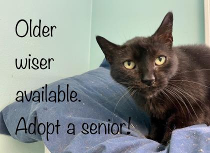 Oliver IN FOSTER, Adoptable, Senior Male Domestic Short Hair & Domestic Short Hair.