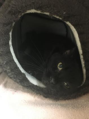 Enlarge Oliver IN FOSTER, a Adoptable Domestic Short Hair in New Orleans, LA image 3/3