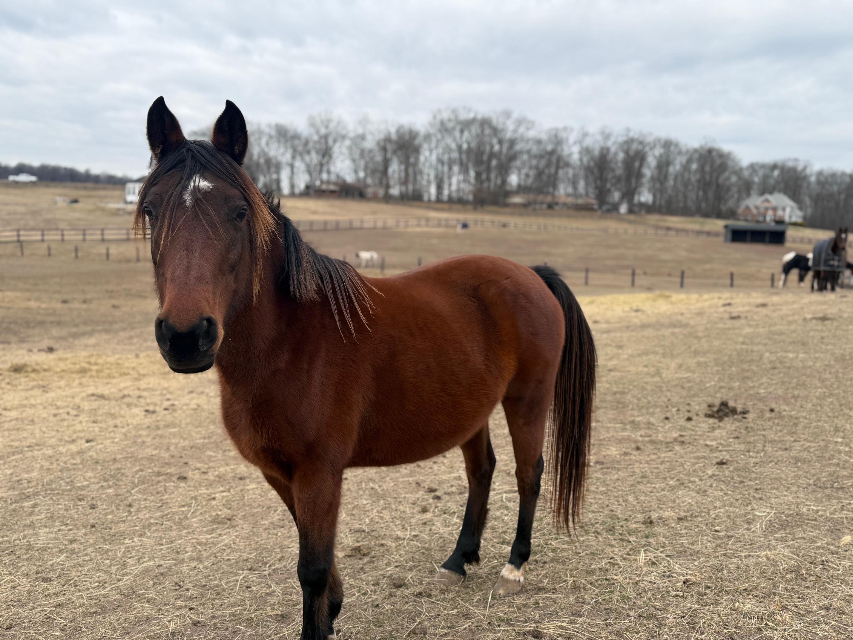 Jett, ADOPTABLE, Adult Female Arabian.