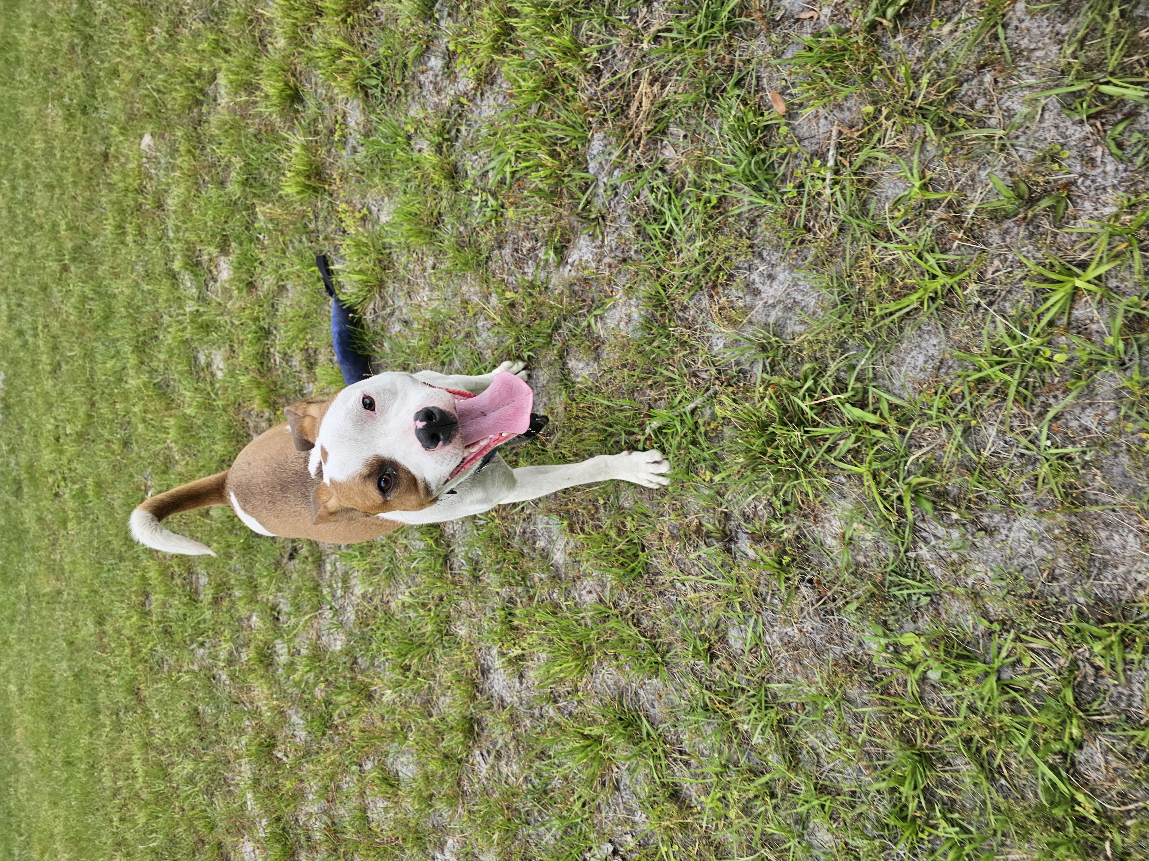Rumble, a Adopted Mixed Breed in Wellborn, FL image 4/5