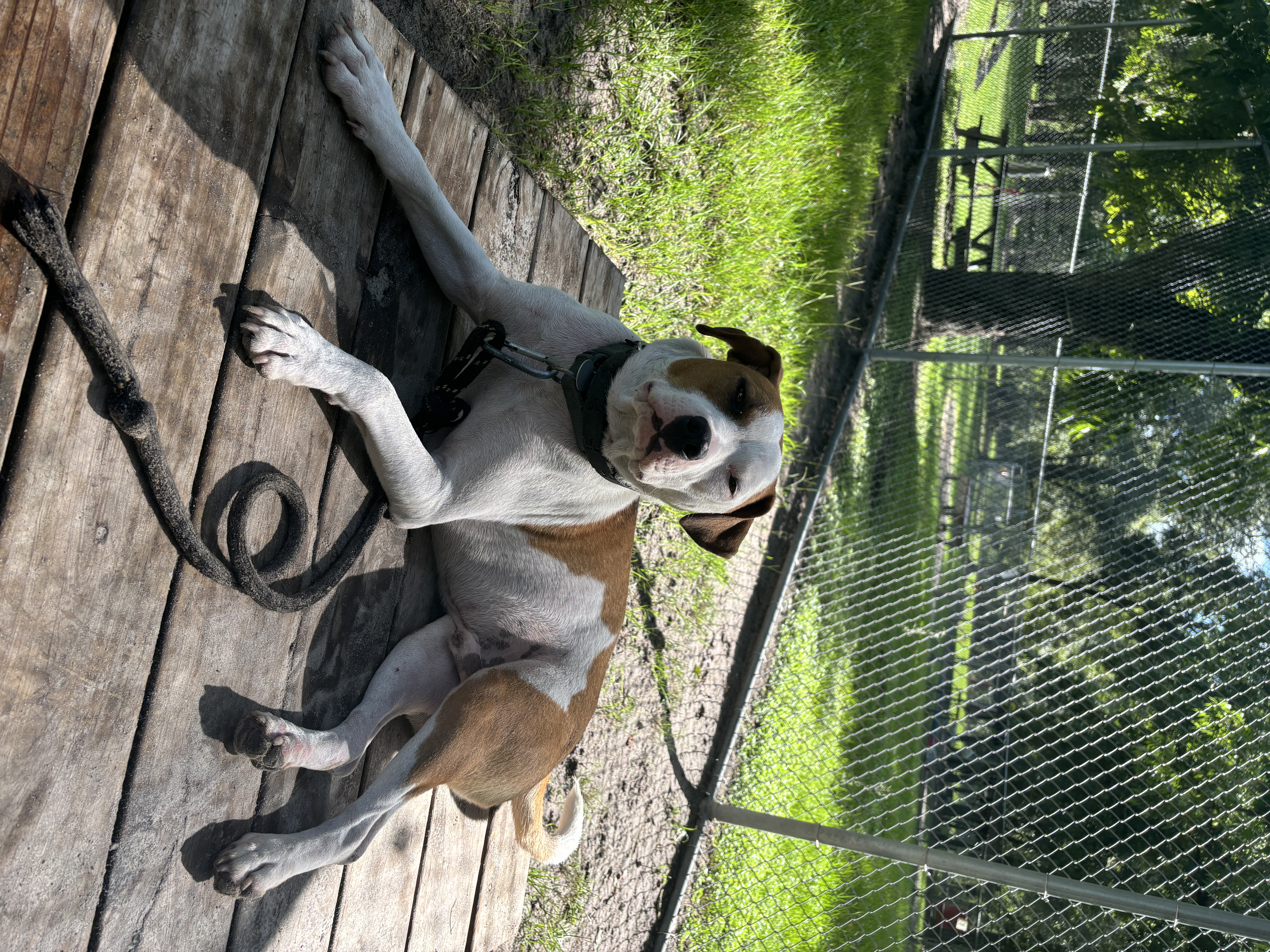 Rumble, a Adopted Mixed Breed in Wellborn, FL image 5/5