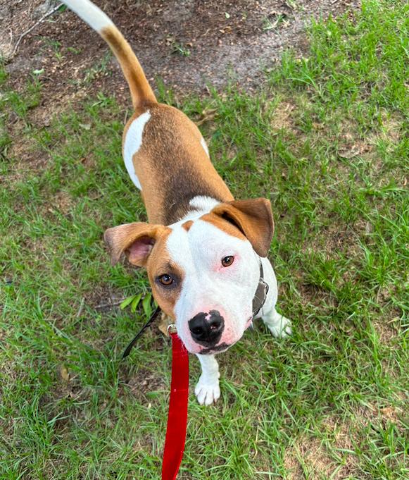 Rumble, a Adopted Mixed Breed in Wellborn, FL image 3/5