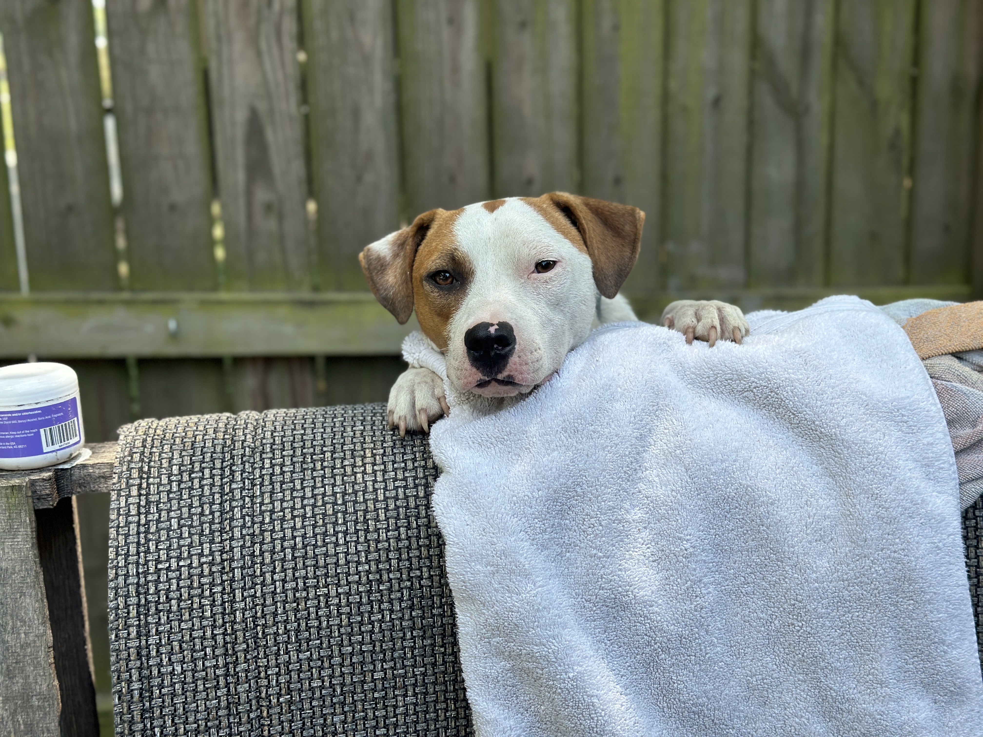 Rumble, a Adopted Mixed Breed in Wellborn, FL image 2/5