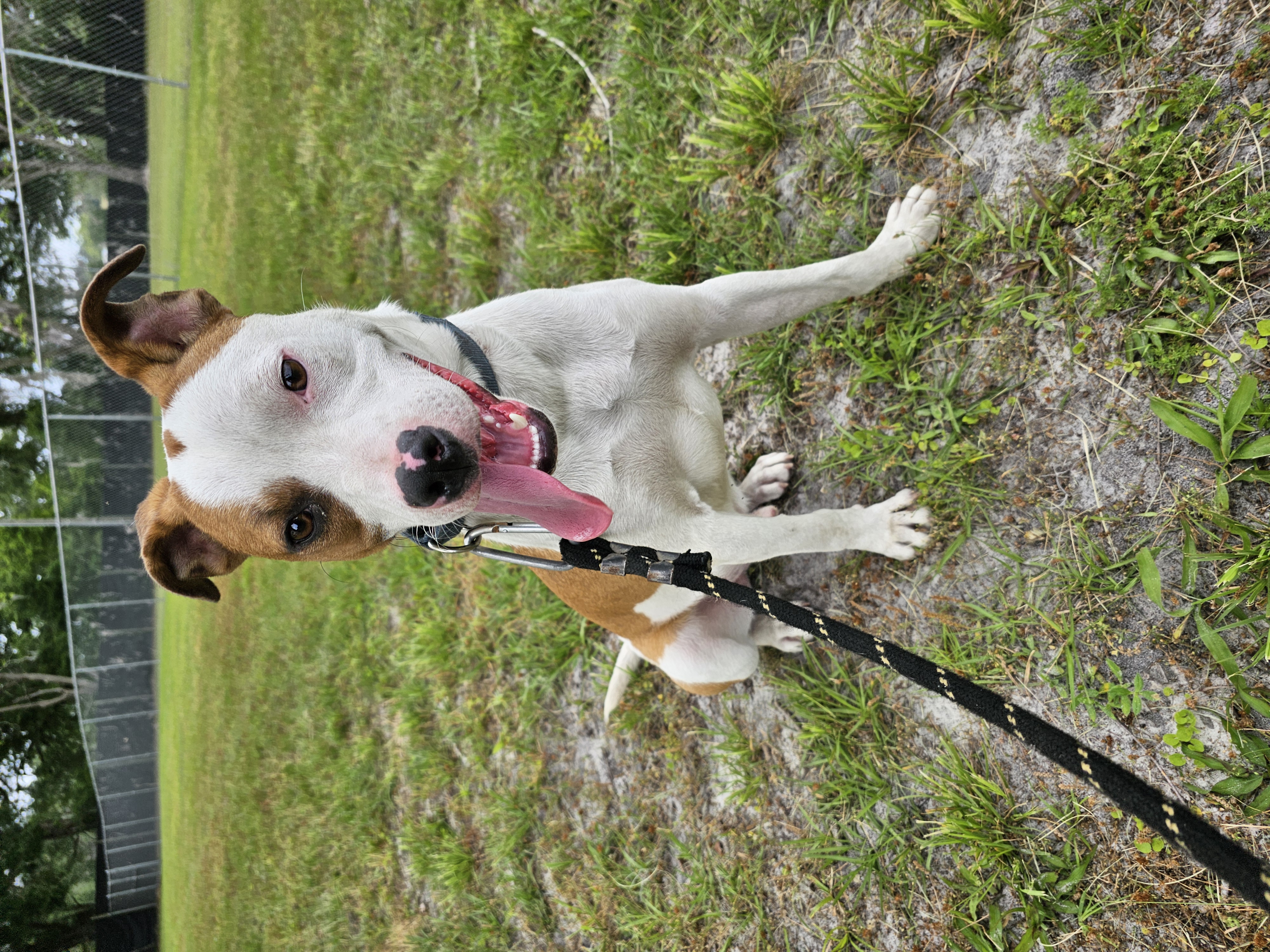 Rumble, a Adopted Mixed Breed in Wellborn, FL image 1/5