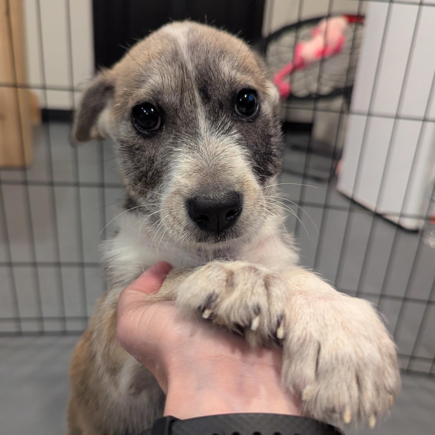 Francesca, ADOPTABLE, Puppy Female Miniature Schnauzer & Labrador Retriever.