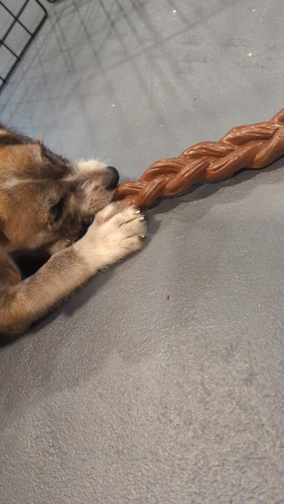 Enlarge Francesca, a ADOPTABLE mixed breed in Sparta, NJ video 3/3