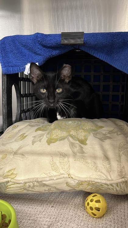 Sprout, Adoptable, Young Male Domestic Short Hair & Domestic Short Hair.