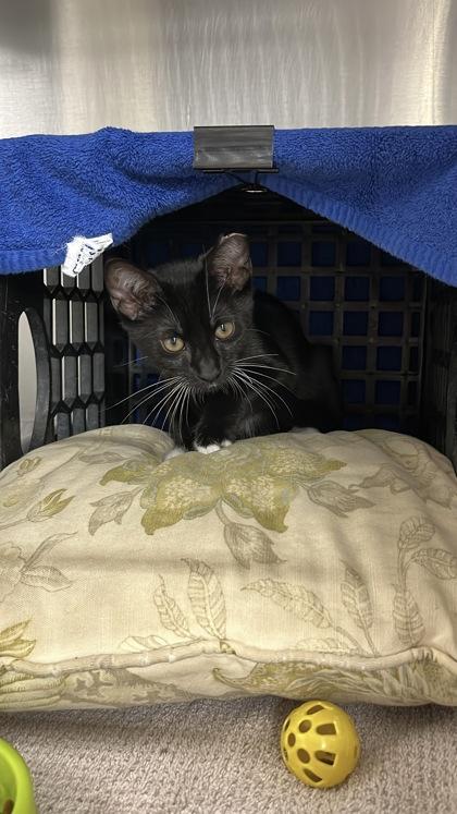 Enlarge Sprout, a Adoptable mixed breed in New Hope, PA image 2/3