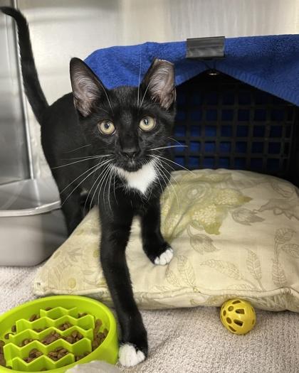 Enlarge Sprout, a Adoptable mixed breed in New Hope, PA image 3/3