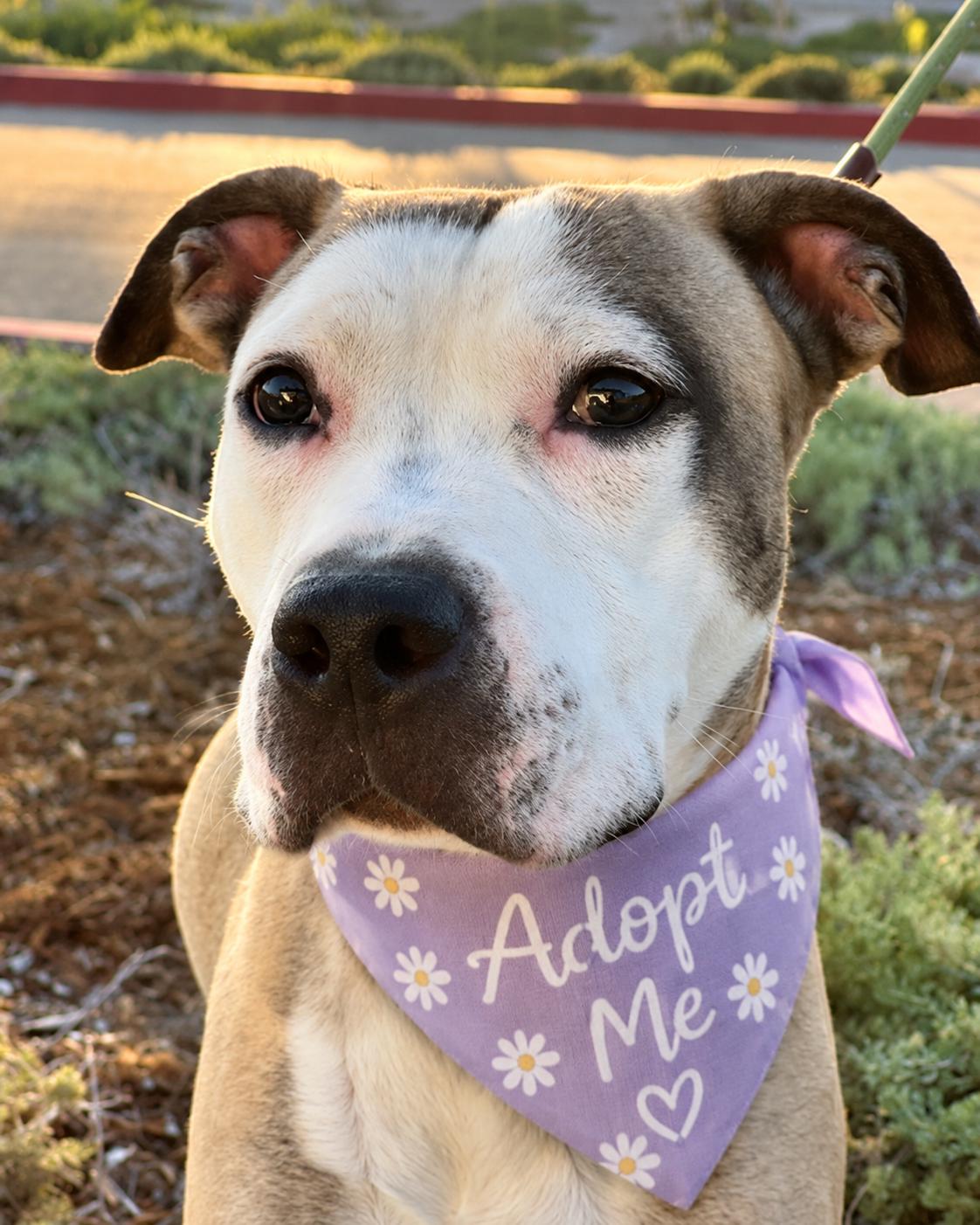 Enlarge Miley (aka Miley Mouse), a Adoptable Pit Bull Terrier in Valley Village, CA image 1/5