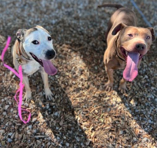 Enlarge Miley (aka Miley Mouse), a Adoptable Pit Bull Terrier in Valley Village, CA image 2/5
