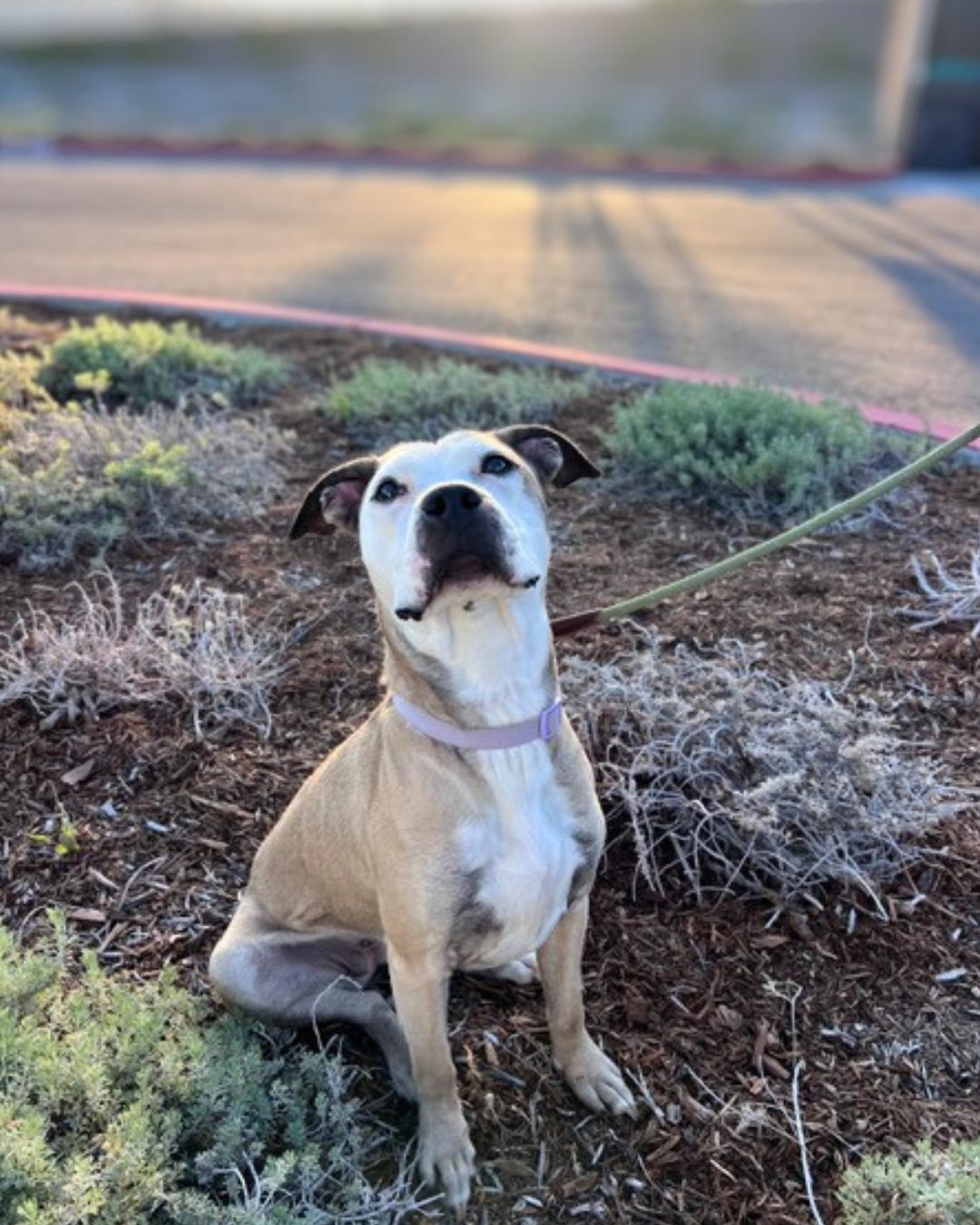 Enlarge Miley (aka Miley Mouse), a Adoptable Pit Bull Terrier in Valley Village, CA image 3/5