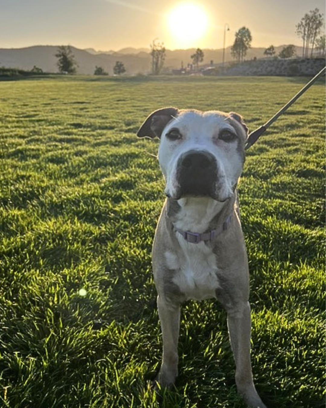 Enlarge Miley (aka Miley Mouse), a Adoptable Pit Bull Terrier in Valley Village, CA image 5/5