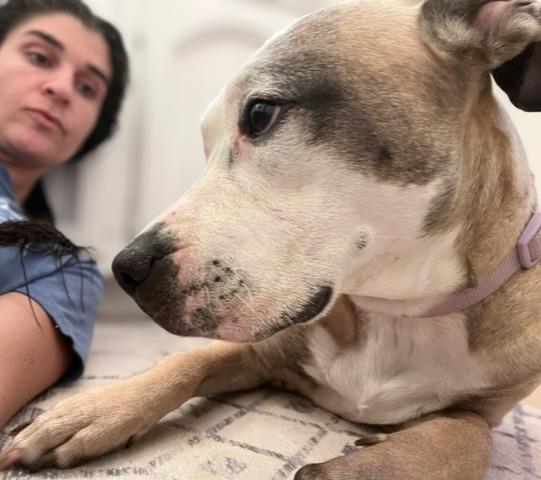 Enlarge Miley (aka Miley Mouse), a Adoptable Pit Bull Terrier in Valley Village, CA image 4/5
