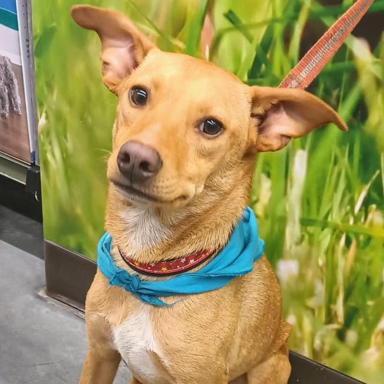 Enlarge Jamie, a Adoptable mixed breed in San Diego, CA image 1/6