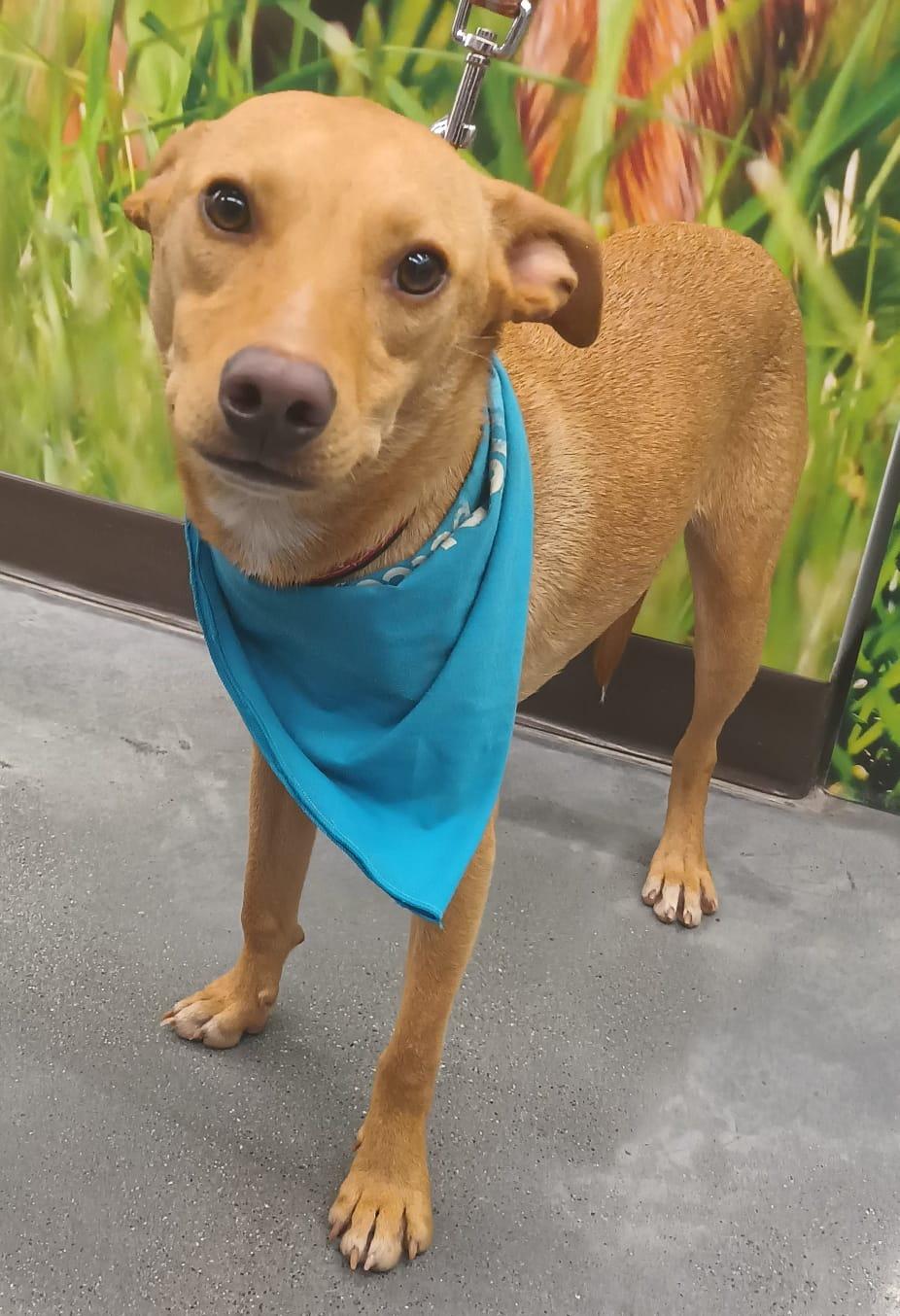 Enlarge Jamie, a Adoptable mixed breed in San Diego, CA image 2/6