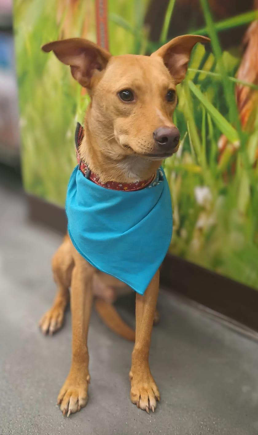 Jamie, an adoptable Rat Terrier, Feist in San Diego, CA, 92116 | Photo Image 3