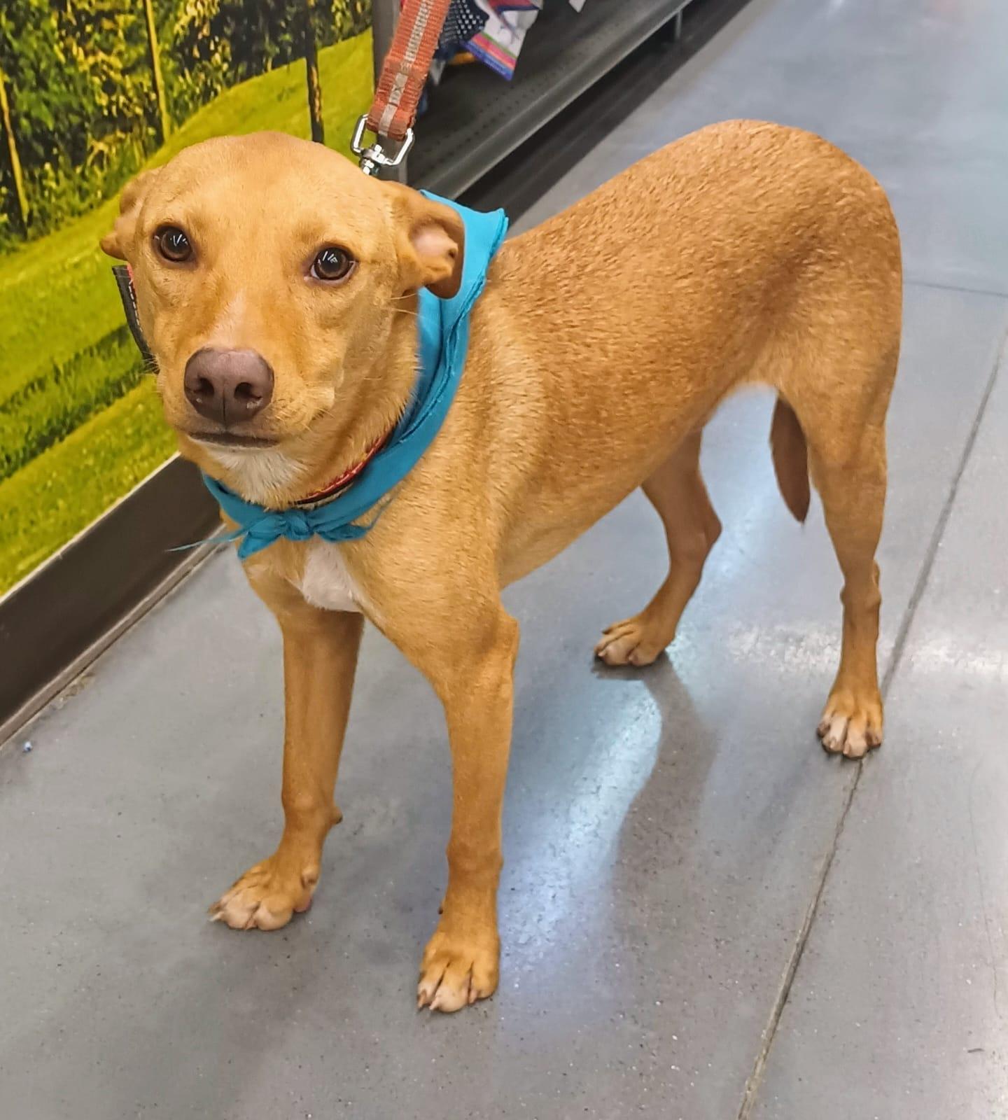 Enlarge Jamie, a Adoptable mixed breed in San Diego, CA image 4/6