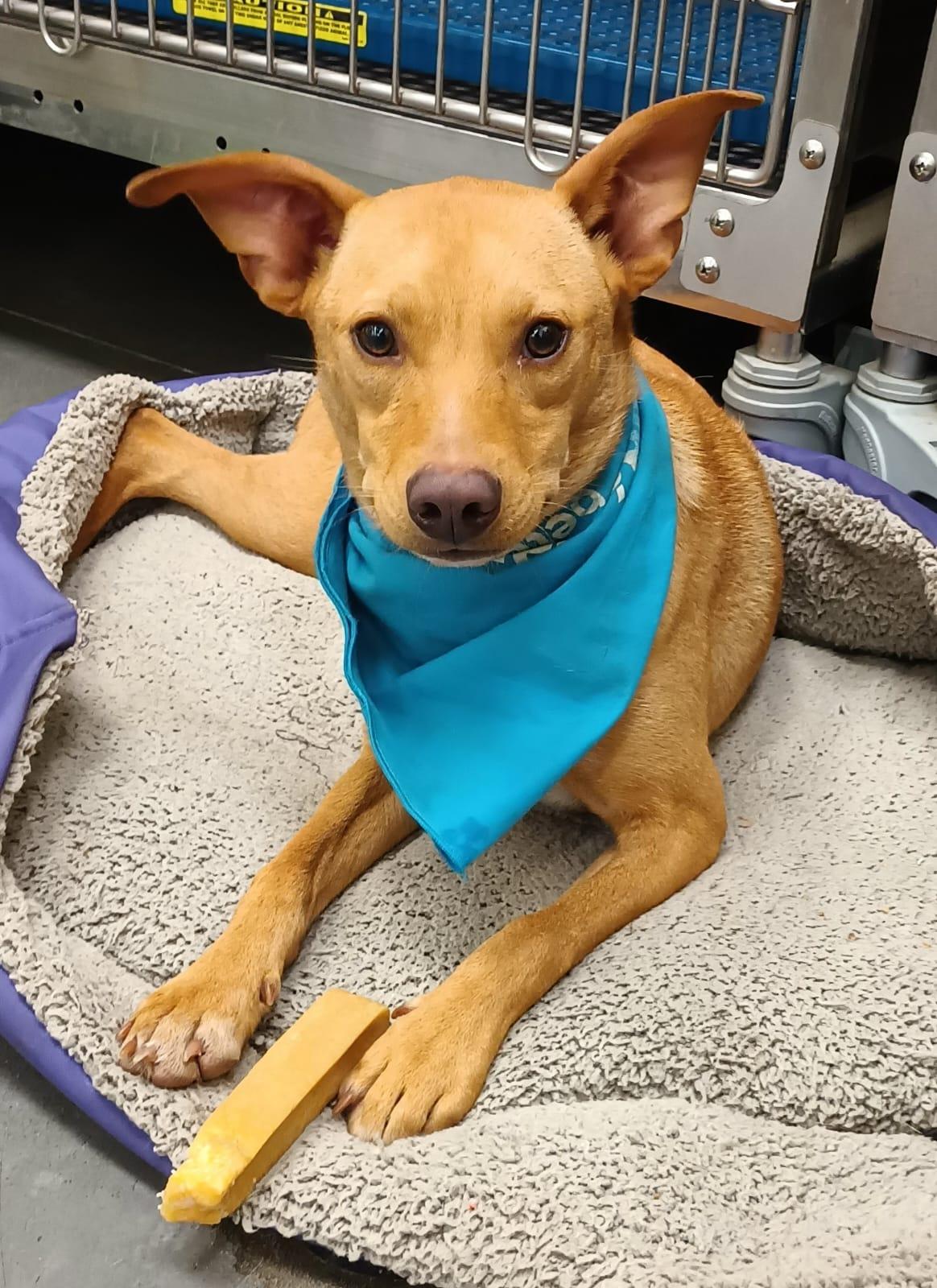 Enlarge Jamie, a Adoptable mixed breed in San Diego, CA image 5/6