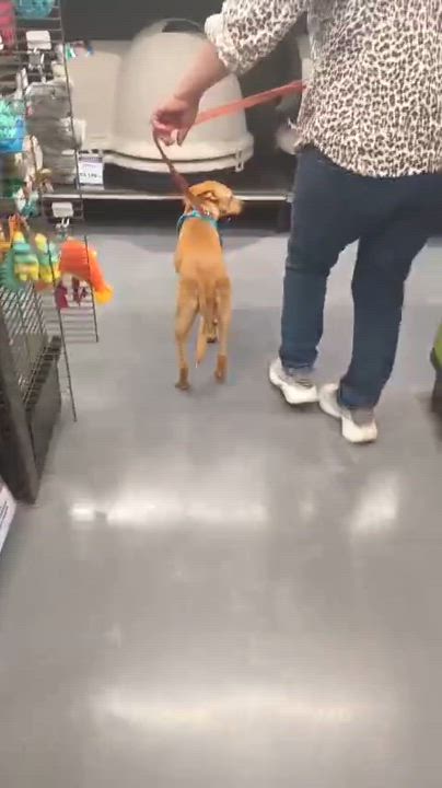 Enlarge Jamie, a Adoptable mixed breed in San Diego, CA video 6/6