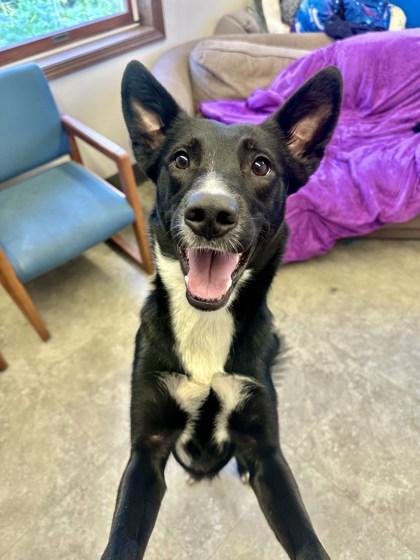Moo, Adopted, Young Female Smooth Collie & Black Labrador Retriever.