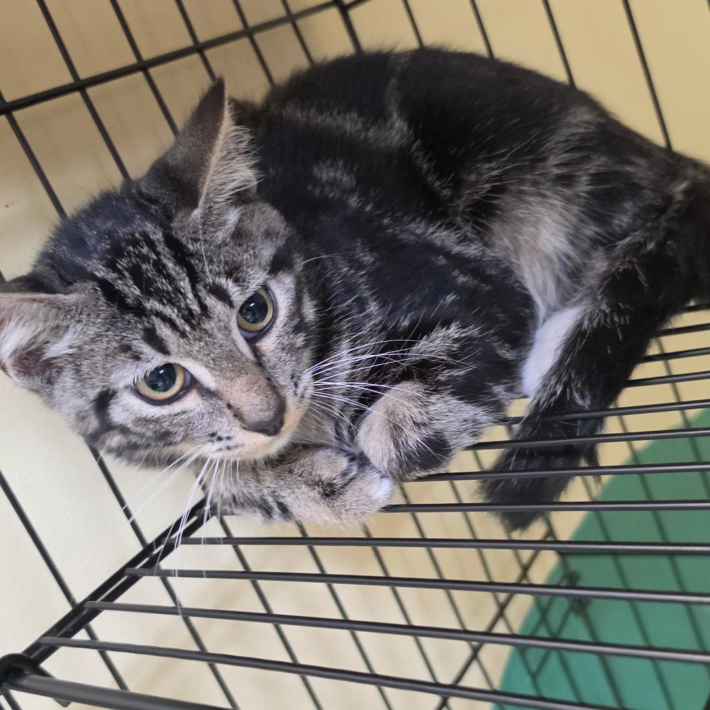 Soloman, Adoptable, Young Male American Shorthair.