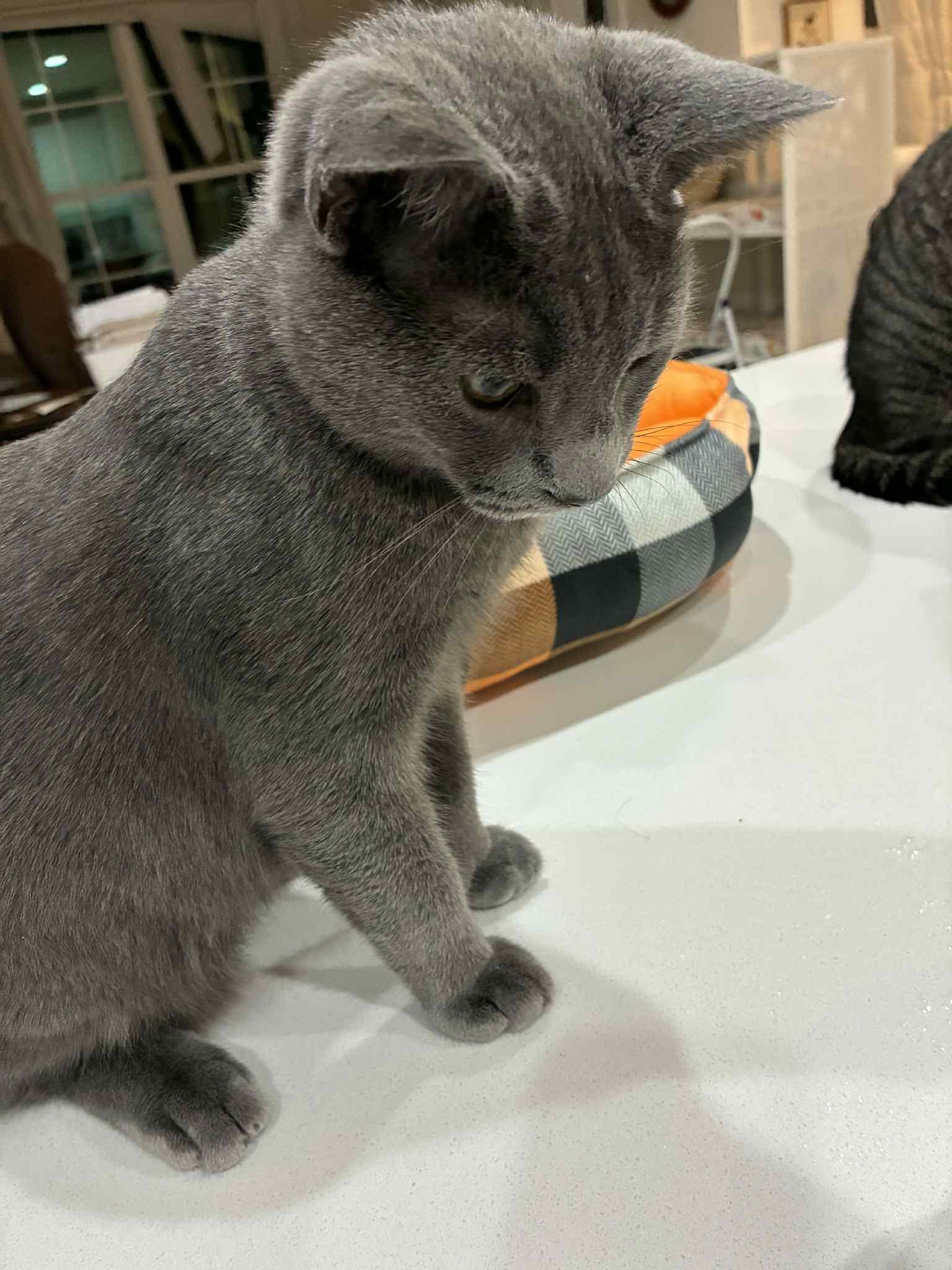 Enlarge Ashe and Hammy, a Adoptable Russian Blue in Charlotte, NC image 3/6