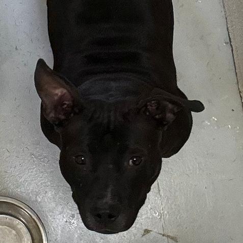 Mama, Adoptable, Adult Female Pit Bull Terrier.