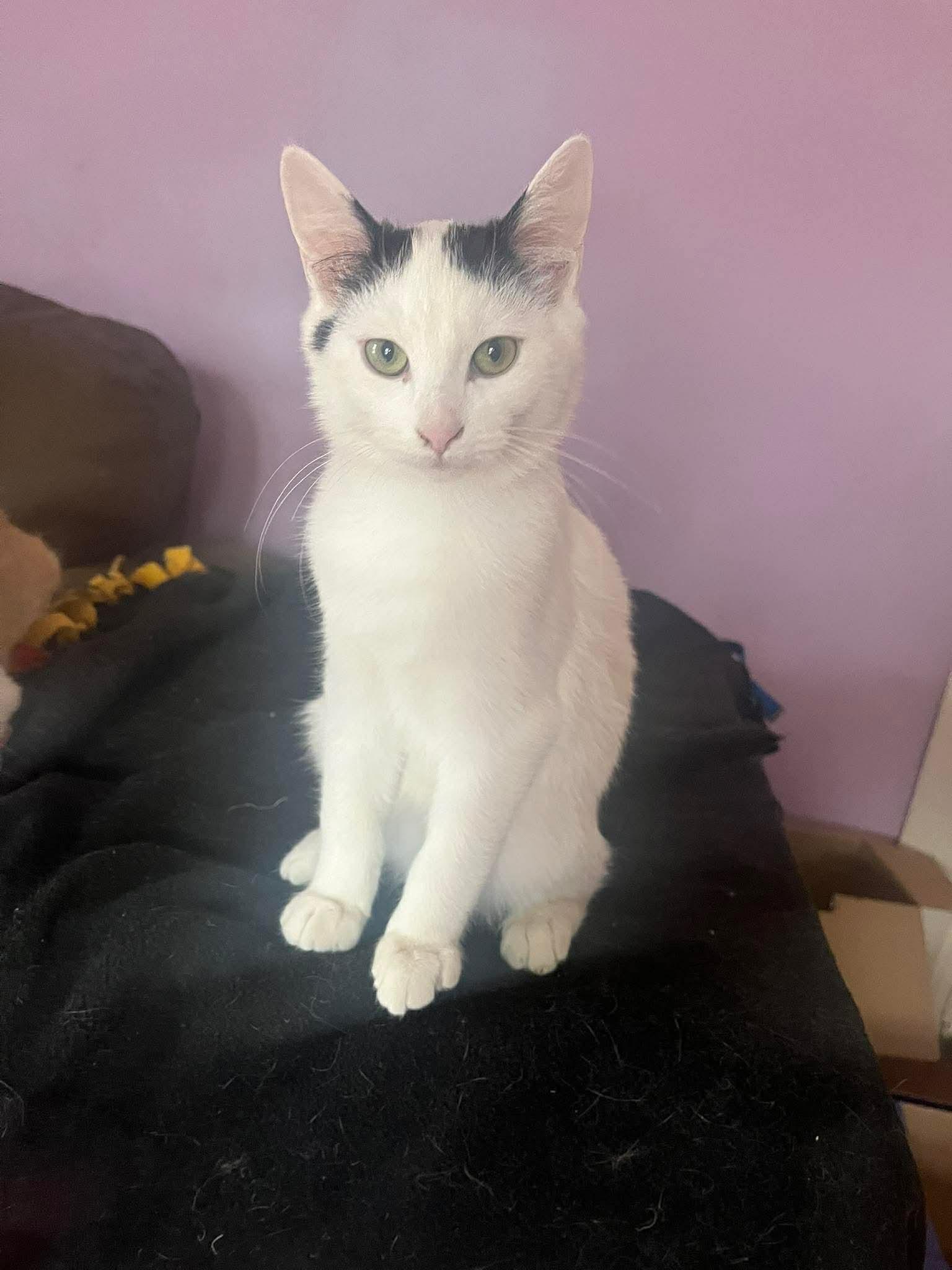 Slush, ADOPTABLE, Young Male Domestic Medium Hair.