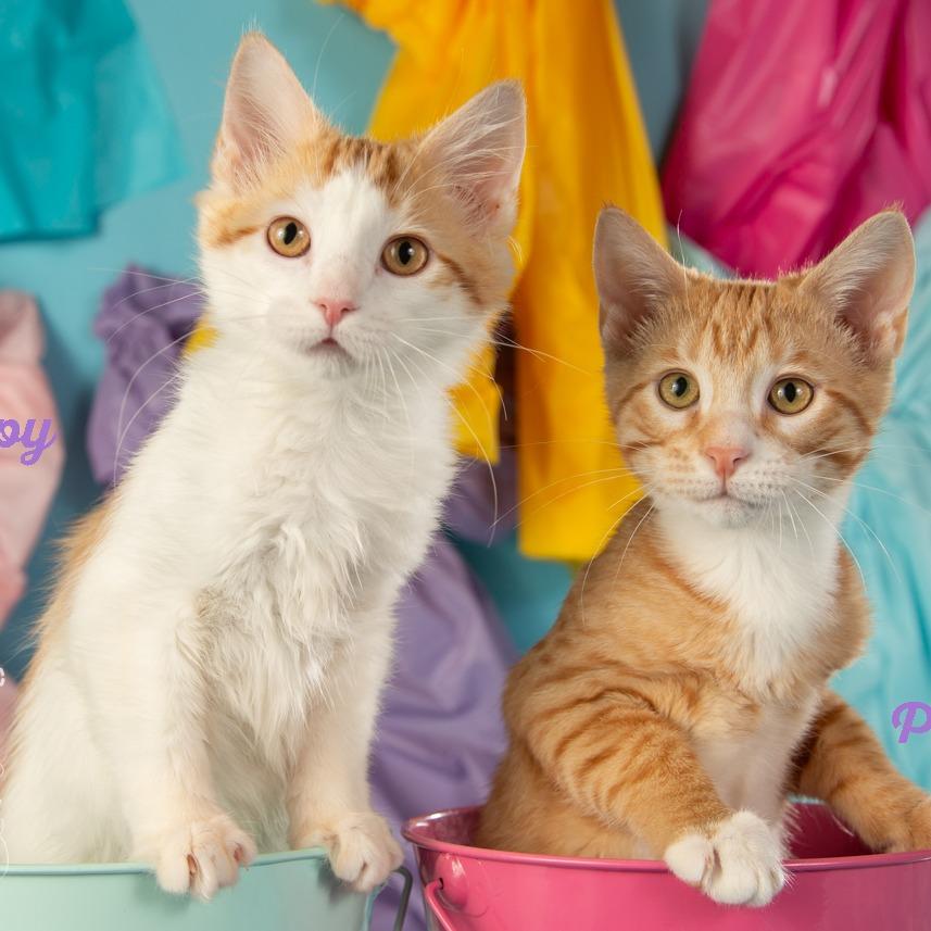 Poppy, Adoptable, Young Female Domestic Long Hair.