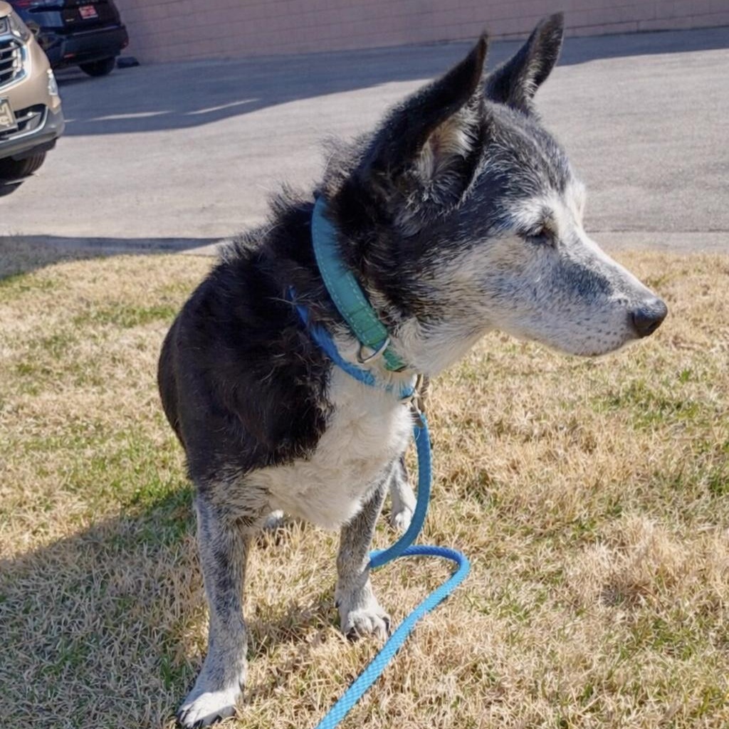 Enlarge Gigi - Senior Chihuahua Mix, a Adoptable mixed breed in Tulsa, OK image 4/4