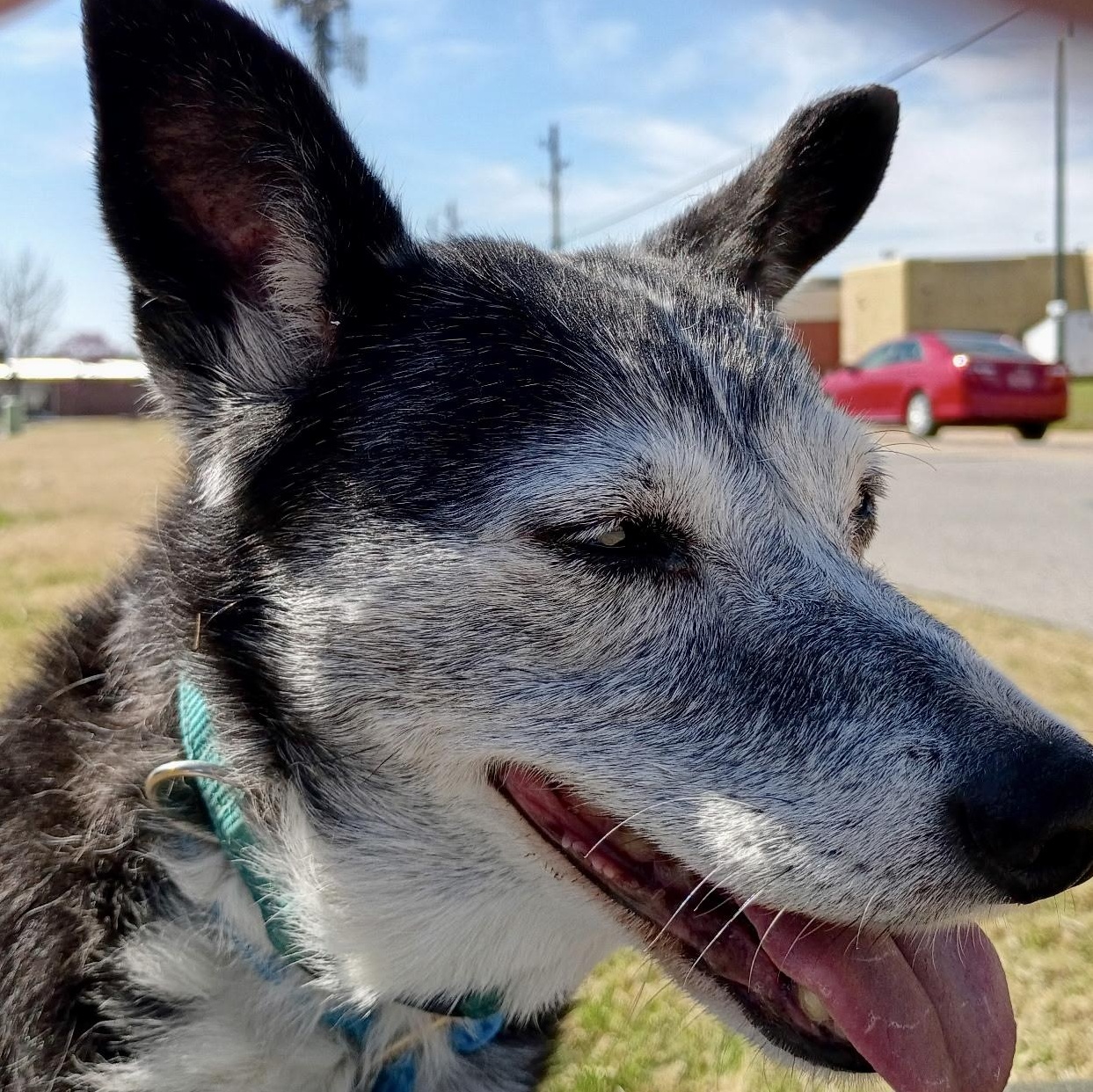 Enlarge Gigi - Senior Chihuahua Mix, a Adoptable mixed breed in Tulsa, OK image 3/4