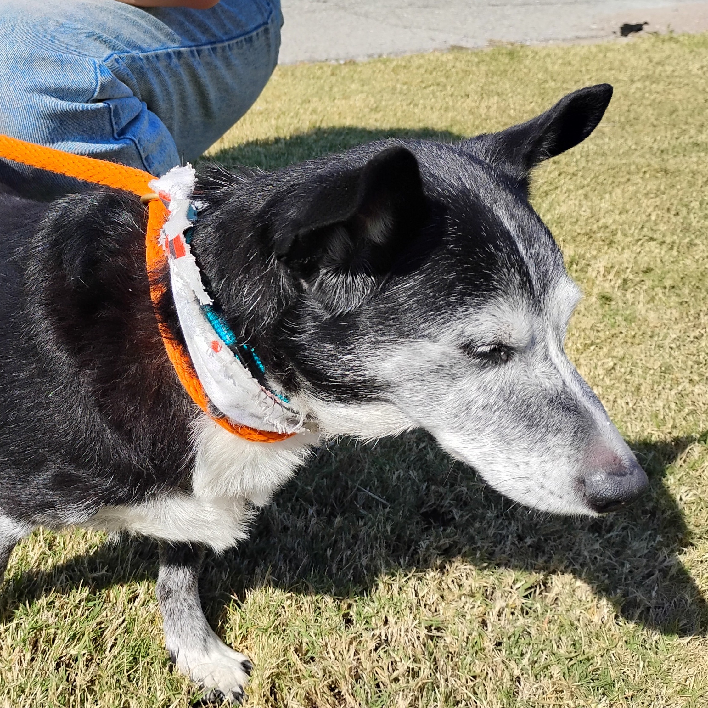 Enlarge Gigi, a Adoptable mixed breed in Tulsa, OK image 2/3