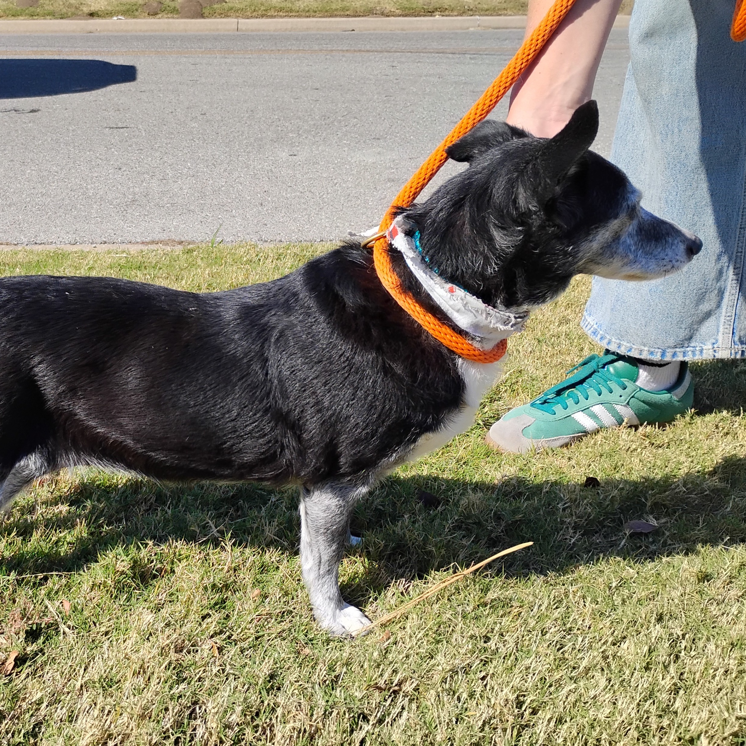 Enlarge Gigi, a Adoptable mixed breed in Tulsa, OK image 3/3