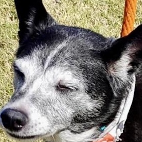 Enlarge Gigi - Senior Chihuahua Mix, a Adoptable mixed breed in Tulsa, OK image 1/4