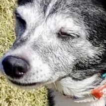 Enlarge Gigi - Senior Chihuahua Mix, a Adoptable mixed breed in Tulsa, OK image 1/4