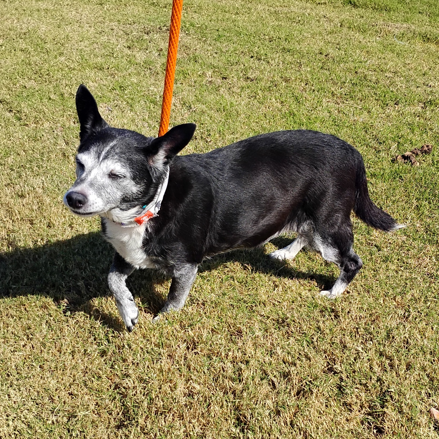 Enlarge Gigi, a Adoptable mixed breed in Tulsa, OK image 1/3