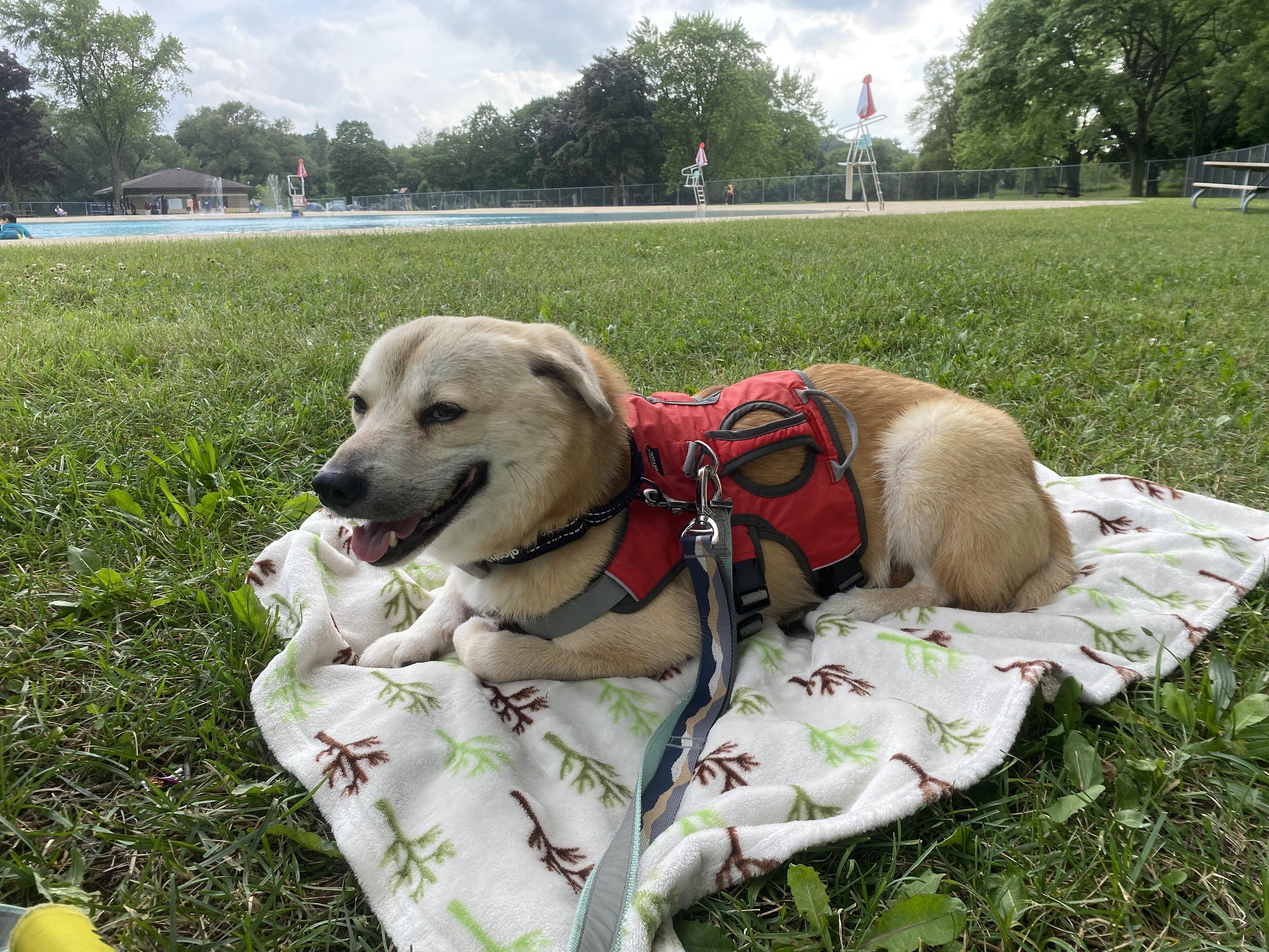 Youngsil, an adoptable Jindo, Beagle in Waterloo, ON, N2L 6K6 | Photo Image 3