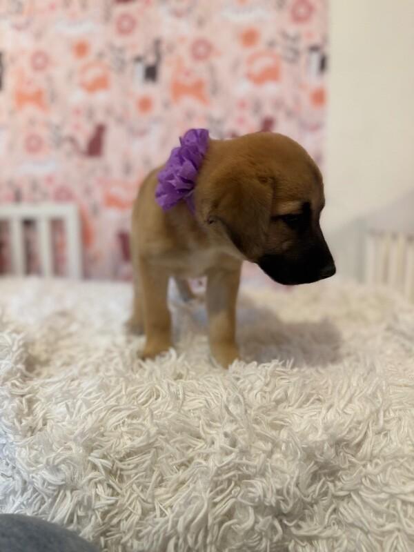 Nala lovey baby — thumbnail 2