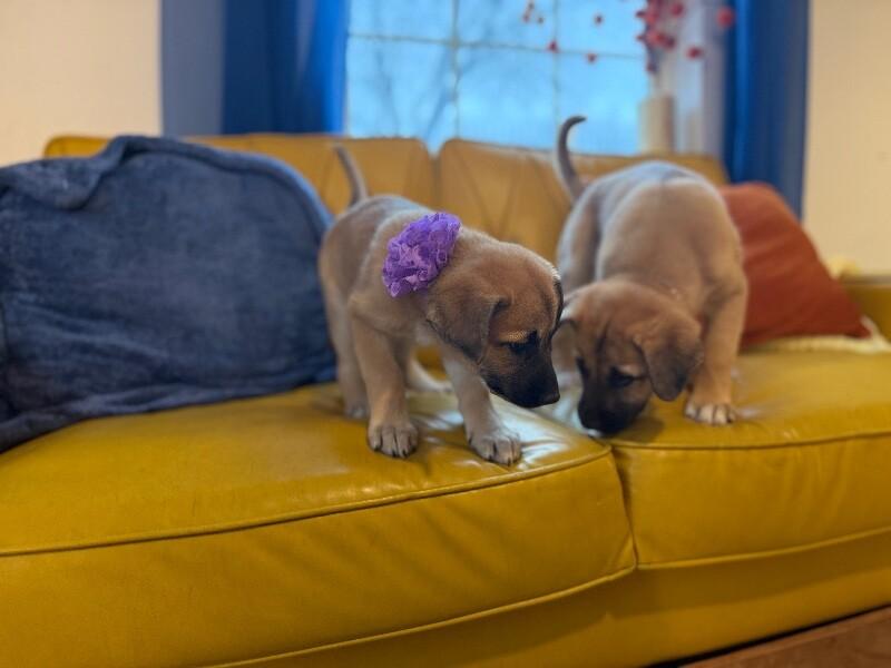 Nala lovey baby — thumbnail 5