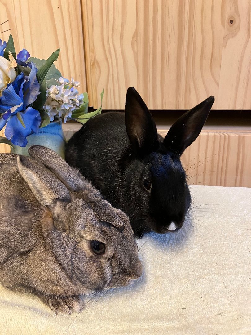 Trisha and Truffle (Vancouver), Adoptable, Adult Male Bunny Rabbit.