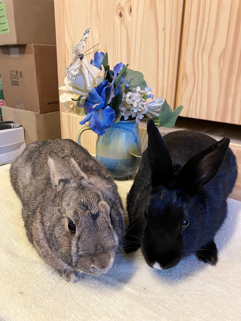 Enlarge Trisha and Truffle (Vancouver), a Adoptable mixed breed in Vancouver, BC image 2/2