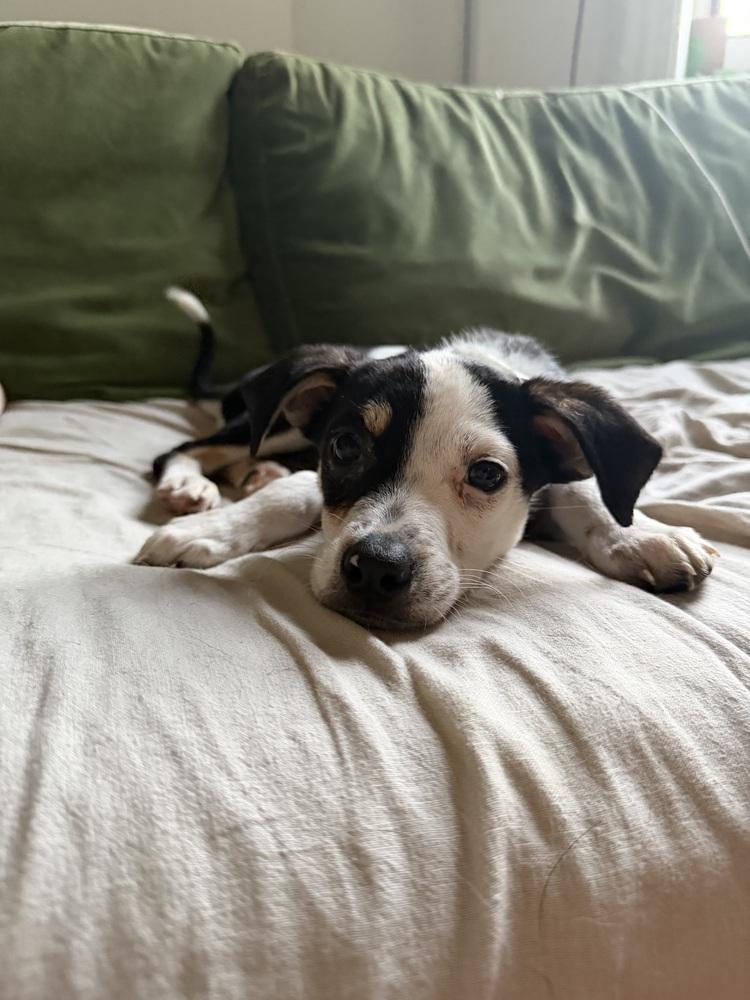 John, a Adoptable mixed breed in Manhattan, NY image 2/4