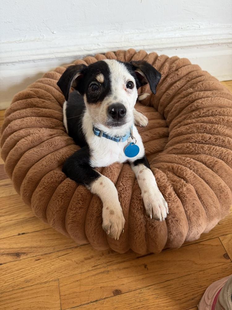 John, a Adoptable mixed breed in Manhattan, NY image 3/4