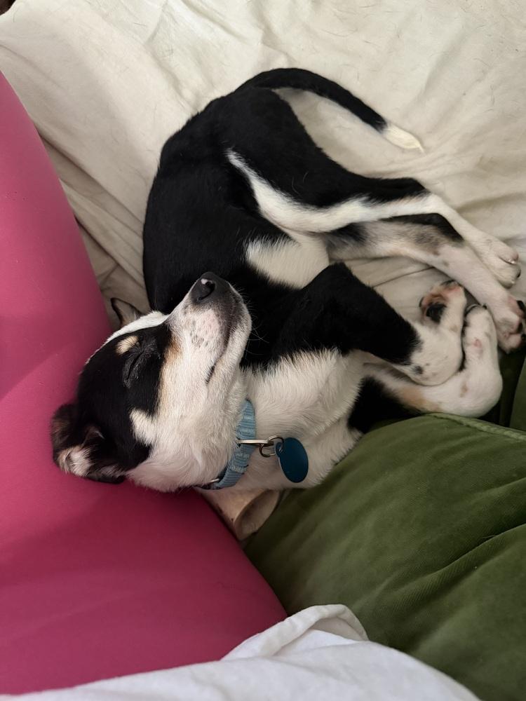 John, a Adoptable mixed breed in Manhattan, NY image 4/4