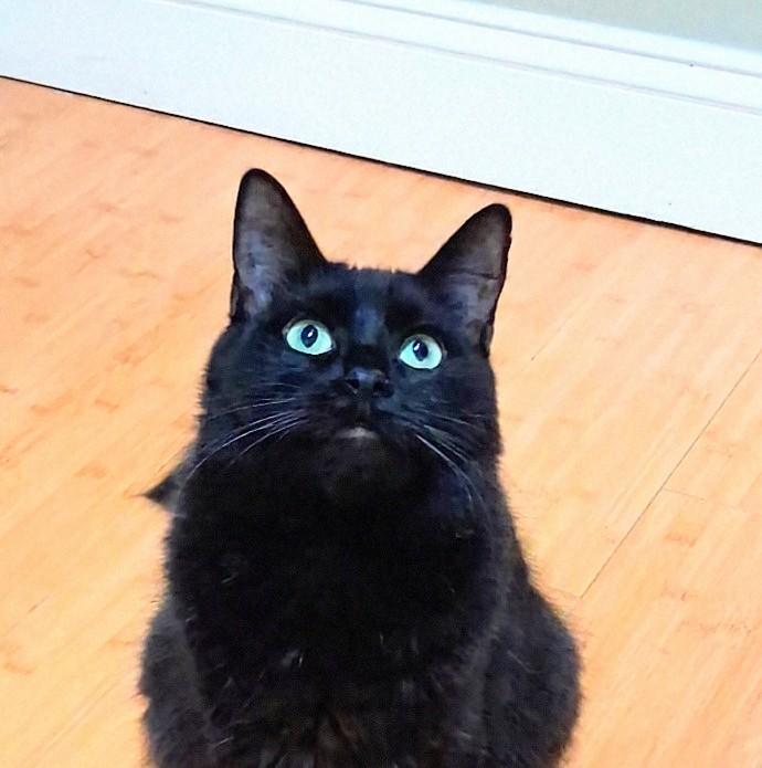 Enlarge Ruby, a Adoptable Domestic Long Hair in Columbia, SC image 1/6