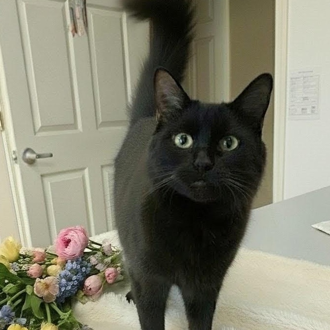 Enlarge Ruby, a Adoptable Domestic Long Hair in Columbia, SC image 2/6