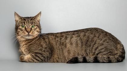 Princess, Adoptable, Adult Female Domestic Short Hair & Domestic Short Hair.